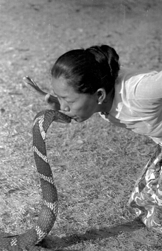 A snake charmer kissing a cobra at Rangoon.Picture Post - 4748 - Snake Charmer - pub. 1950