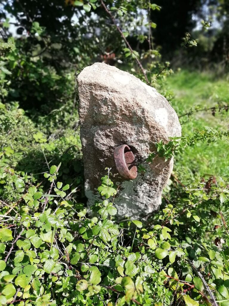 Portiella en Oles, Villaviciosa. Semeya A. Sánchez Pozo